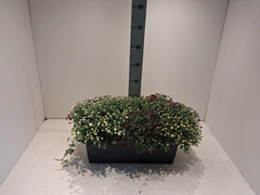 Chrysanthemum Skyfall Mix 50Ø 40cm