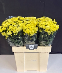 Chrysanth Spray Chic Cream 60cm 50gr.