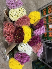 Chrysanth Spray Mix 60cm 50gr.