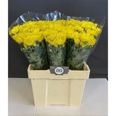 Chrysanth Spray Copa 60cm 50gr.