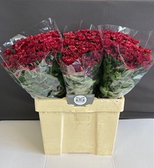 Chrysanth Spray Mexicano 60cm 50gr.