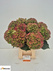 Hydrangea Royal Palace Classic 60cm 14-16cm Hd
