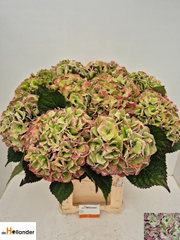 Hydrangea Royal Love Classic 80cm 23-25cm Hd