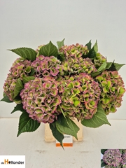 Hydrangea Royal Love Classic Blue 65cm 19-21cm Hd