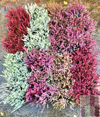 Calluna Mix 5 Colours 9Ø 18cm