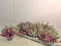 Calluna Callu Nova Mix 2 Colours 9Ø 17cm
