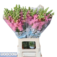 Antirrhinum Potomac Pink 70cm