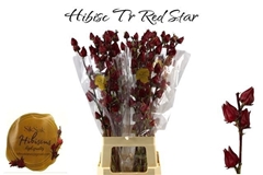 Hibiscus Trionum Red Star 80cm