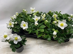 Helleborus Little Star 9Ø 18cm