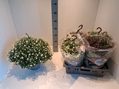 Chrysanthemum Skyfall Mix 21Ø 35cm