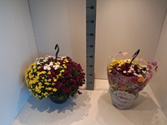 Chrysanthemum Skyfall Mix 25Ø 45cm