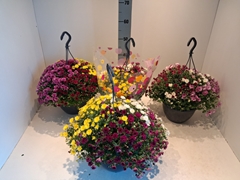 Chrysanthemum Skyfall Mix 25Ø 40cm