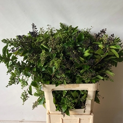 Ligustrum Ovalifolium Winter Jewel 100cm