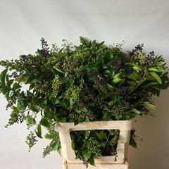 Ligustrum Ovalifolium Winter Jewel 80cm
