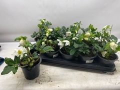 Helleborus Niger 12Ø 24cm