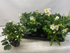 Helleborus Happy Day 12Ø 24cm