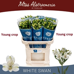 Alstroemeria White Swan 75cm 55gr.