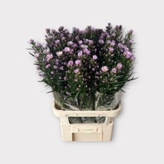 Aster Claudia 75cm 20gr.
