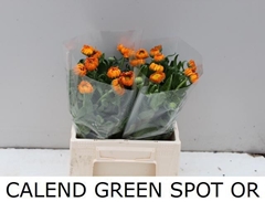 Calendula Green Sport 42cm