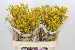 Anigozanthos Flavidus Imani Yellow 80cm