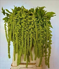 Amaranthus Caudatus Cycloop 80cm