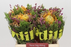Bouquet Leucospermum Carroussel 2 Flowers 40cm