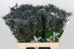 Eryngium Planum Magical Blue Lagoon 60cm