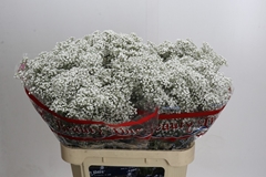 Gypsophila Paniculata Million Stars 80cm 15gr.
