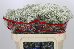 Gypsophila Paniculata Million Stars 70cm 10gr.