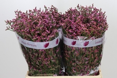 Limonium Sensy Pinkini 60cm 25gr.