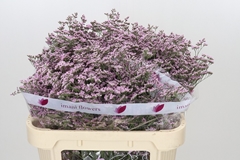 Limonium Safora Oshi Pink 70cm 35gr.