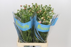 Ranunculus Butterfly Eris 70cm 55gr.
