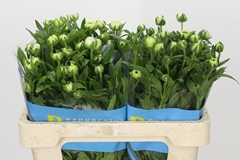 Ranunculus Butterfly Graces 50cm 30gr.