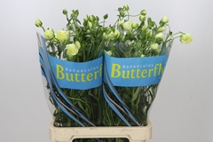 Ranunculus Butterfly Litai 70cm 35gr.