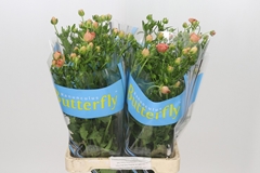 Ranunculus Butterfly Eris 70cm 35gr.