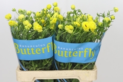 Ranunculus Butterfly Phytalos 60cm 50gr.