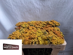 Achillea Terracotta 45cm