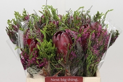 Bouquet Protea Hybride Sfb 40cm
