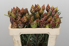 Leucadendron Rubrum 50cm