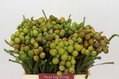 Berzelia Galpinii 40cm