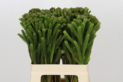 Brunia Albiflora Green 60cm