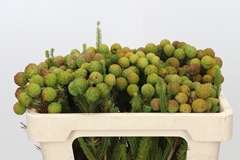 Berzelia Galpinii 50cm