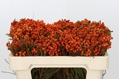 Berzelia Lanuginosa Orange 50cm