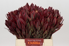 Leucadendron Jester 40cm