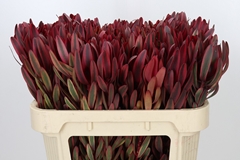 Leucadendron Jester 70cm