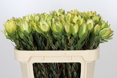 Leucadendron Discolor 70cm