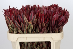 Leucadendron Jester 70cm