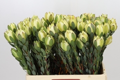 Leucadendron Discolor 60cm Spray