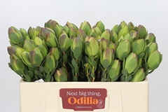 Leucadendron Discolor 50cm Spray