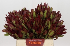 Leucadendron Safari Sunset 40cm